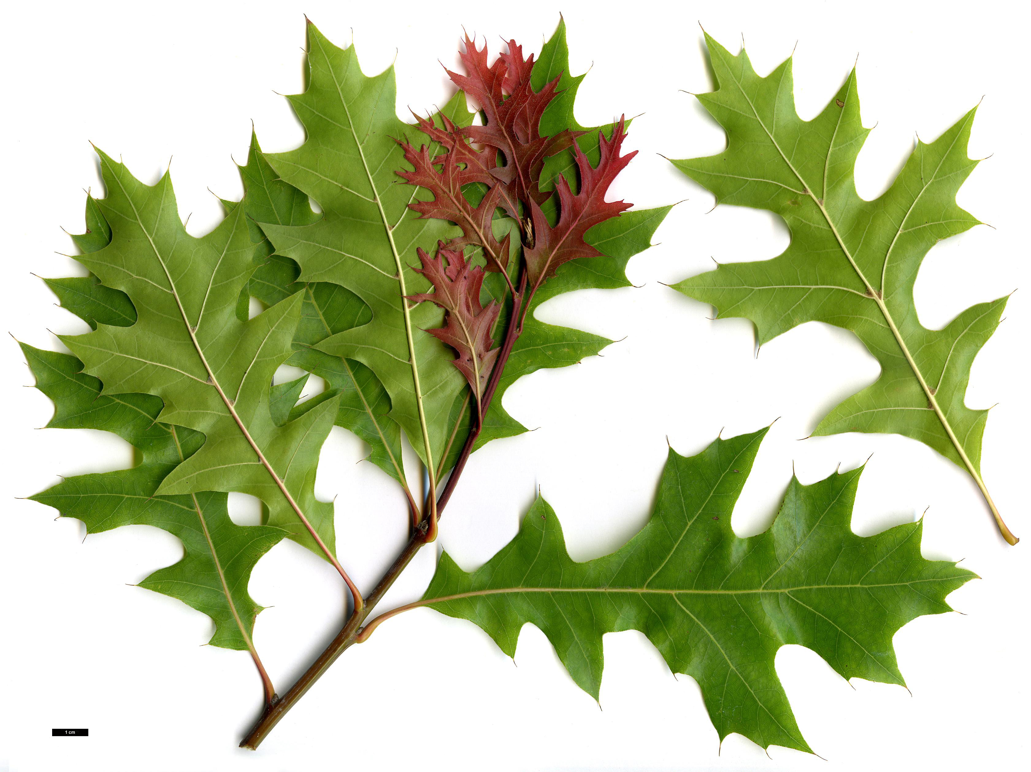 High resolution image: Family: Fagaceae - Genus: Quercus - Taxon: texana - SpeciesSub: 'New Madrid'